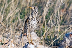 Groundscraper Thrush [Turdus litsitsirupa litsitsirupa]