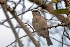 Ashy Flycatcher [Fraseria caerulescens vulturna]