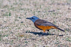 Cape Rock Thrush [Monticola rupestris]