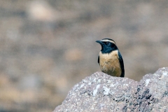 Buff-streaked Chat [Campicoloides bifasciatus]