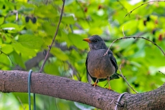 Karoo Thrush [Turdus smithi]