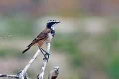 Capped Wheatear [Oenanthe pileata neseri]