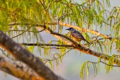Miombo Rock Thrush [Monticola angolensis angolensis]