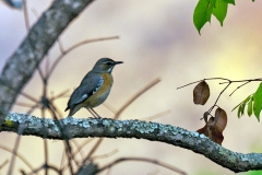 Miombo Scrub Robin [Tychaedon barbata]
