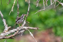 Groundscraper Thrush [Turdus litsitsirupa stierlingi]