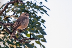 Pale Flycatcher [Agricola pallidus divisus]
