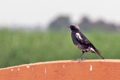 Mountain Chat [Myrmecocichla monticola monticola]