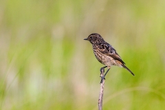 African Stonechat [Saxicola torquatus stonei]