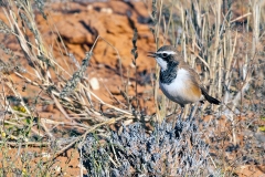 Capped Wheatear [Oenanthe pileata neseri]