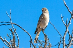 Chat Flycatcher [Agricola infuscatus namaquensis]