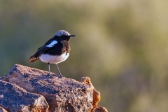 Mountain Wheatear [Myrmecocichla monticola monticola]