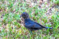 Southern Black Flycatcher [Melaenornis pammelaina pammelaina]