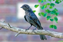 Southern Black Flycatcher [Melaenornis pammelaina pammelaina]