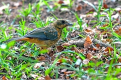 White-browed Robin-Chat [Cossypha heuglini heuglini]