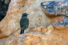 Mountain Wheatear [Myrmecocichla monticola monticola]