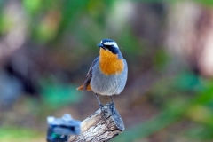 Cape Robin-Chat [Dessonornis caffer namaquensis]