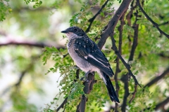 Fiscal Flycatcher [Sigelus silens silens]