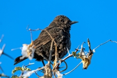 Ant-eating Chat [Myrmecocichla formicivora]
