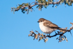Marico Flycatcher [Bradornis mariquensis acaciae]