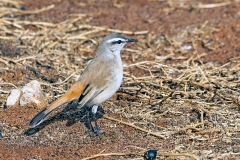 Kalahari Scrub Robin [Cercotrichas paena paena]