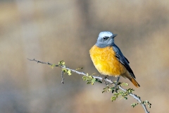 Short-toed Rock Thrush [Monticola brevipes brevipes]