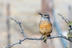 Short-toed Rock Thrush [Monticola brevipes brevipes]