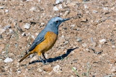 Short-toed Rock Thrush [Monticola brevipes brevipes]