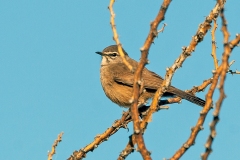 Karoo Scrub Robin [Tychaedon coryphoeus abboti]