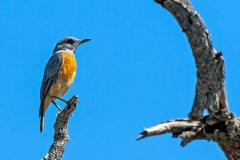 Short-toed Rock Thrush [Monticola brevipes pretoriae]