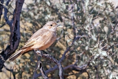 Chat Flycatcher [Agricola infuscatus namaquensis]