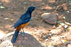 Mocking Cliff Chat [Thamnolaea cinnamomeiventris cinnamomeiventris]