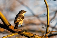 Fiscal Flycatcher [Sigelus silens lawsoni]