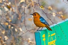 Red-capped Robin-Chat [Cossypha natalensis natalensis]
