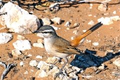 Kalahari Scrub Robin [Cercotrichas paena paena]