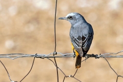 Short-toed Rock Thrush [Monticola brevipes brevipes]