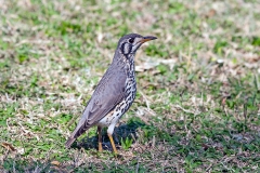 Groundscraper Thrush [Turdus litsitsirupa litsitsirupa]