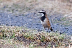 Capped Wheatear [Oenanthe pileata pileata]