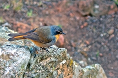 Cape Robin-Chat [Dessonornis caffer caffer]