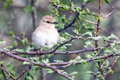 African Grey Flycatcher [Bradornis microrhynchus burae]