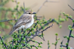 African Grey Flycatcher [Bradornis microrhynchus burae]