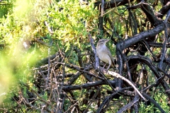 Rufous-tailed Scrub Robin [Cercotrichas galactotes]