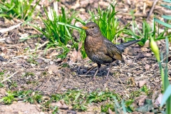 Common Blackbird [Turdus merula merula]