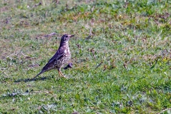 Mistle Thrush [Turdus viscivorus viscivorus]