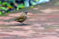 Pale-breasted Thrush [Turdus leucomelas leucomelas]