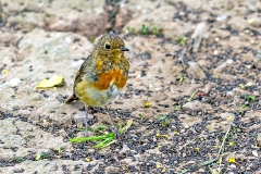 European Robin [Erithacus rubecula melophilus]