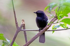 Northern Black Flycatcher [Melaenornis edolioides lugubris]