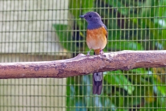 White-rumped Shama [Copsychus malabaricus]