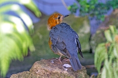 Orange-headed Thrush [Geokichla citrina melli]