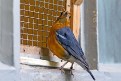 Orange-headed Thrush [Geokichla citrina melli]