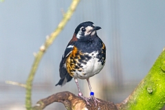 Chestnut-backed Thrush [Geokichla dohertyi]